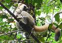 743 Golden Bamboo Lemur